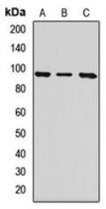 Western blot analysis of ITGB8 expression in Hela (A), mouse brain (B), rat brain (C) whole cell lysates.