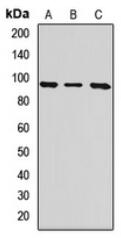 Western blot analysis of ITGB8 expression in Hela (A), mouse brain (B), rat brain (C) whole cell lysates.