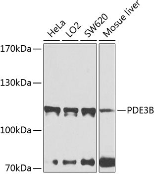 PDE3B polyclonal antibody – Figure 1 of 1