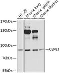 CEP83 polyclonal antibody – Figure 1 of 1