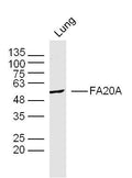 Sample: Lung(Mouse) Lysate at 40 ug
Primary: Anti-FA20A at 1/300 dilution