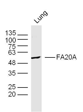 Sample: Lung(Mouse) Lysate at 40 ug
Primary: Anti-FA20A at 1/300 dilution