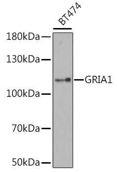 Western blot analysis of extracts of various cell lines, using GluR1/GRIA1 antibody  at 1:1000 dilution.
Secondary antibody: HRP Goat Anti-Rabbit IgG   at 1:10000 dilution.
Lysates/proteins: 25ug per lane.
Blocking buffer: 3% nonfat dry milk in TBST.
Detection: ECL Basic Kit .
Exposure time: 180s.