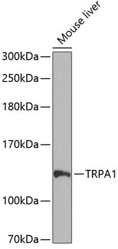 TRPA1 polyclonal antibody – Figure 1 of 4