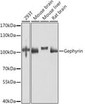 Gephyrin polyclonal antibody – Figure 1 of 2