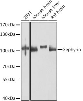 Gephyrin polyclonal antibody – Figure 1 of 2