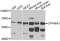 Western blot analysis of extracts of various cells, using CYP46A1 antibody.