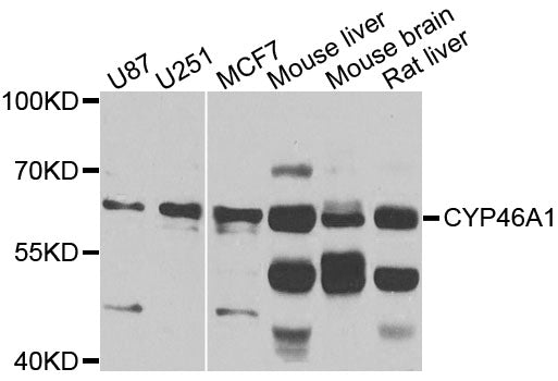 Western blot analysis of extracts of various cells, using CYP46A1 antibody.