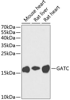 GATC polyclonal antibody – Figure 1 of 1