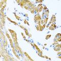 COL9A3 polyclonal antibody – Figure 1 of 1