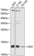 FDX1/ADX polyclonal antibody – Figure 1 of 1