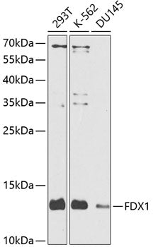 FDX1/ADX polyclonal antibody – Figure 1 of 1