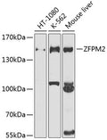 ZFPM2 polyclonal antibody – Figure 1 of 1