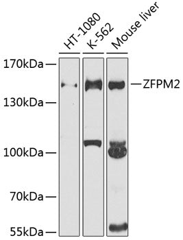 ZFPM2 polyclonal antibody – Figure 1 of 1