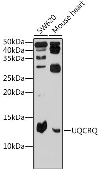 UQCRQ polyclonal antibody – Figure 1 of 1