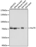 Western blot analysis of extracts of various cell lines, using   at 1:1000 dilution.
Secondary antibody: HRP Goat Anti-Rabbit IgG   at 1:10000 dilution.
Lysates/proteins: 25ug per lane.
Blocking buffer: 3% nonfat dry milk in TBST.
Detection: ECL Basic Kit .
Exposure time: 3s.