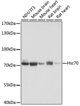 Western blot analysis of extracts of various cell lines, using   at 1:1000 dilution.
Secondary antibody: HRP Goat Anti-Rabbit IgG   at 1:10000 dilution.
Lysates/proteins: 25ug per lane.
Blocking buffer: 3% nonfat dry milk in TBST.
Detection: ECL Basic Kit .
Exposure time: 3s.