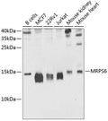MRPS6 polyclonal antibody – Figure 1 of 1