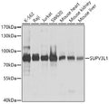 SUPV3L1 polyclonal antibody – Figure 1 of 2