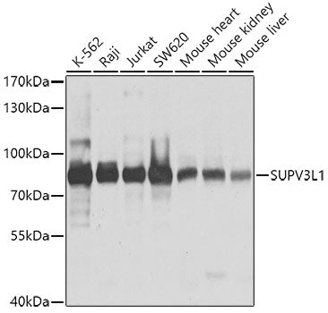 SUPV3L1 polyclonal antibody – Figure 1 of 2