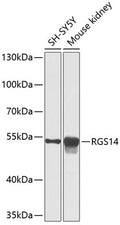RGS14 polyclonal antibody – Figure 1 of 1