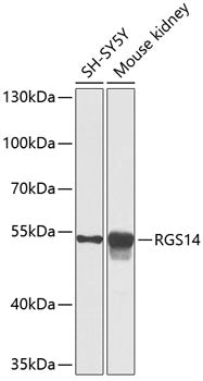 RGS14 polyclonal antibody – Figure 1 of 1