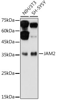 JAM2 polyclonal antibody – Figure 1 of 1