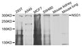 Western blot analysis of extracts of various cells, using NSD1 antibody.