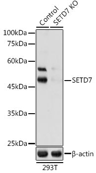 [KO Validated] SETD7 polyclonal antibody – Figure 1 of 1