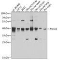 ASNA1 polyclonal antibody - Figure 1 of 1