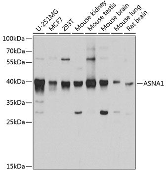 ASNA1 polyclonal antibody - Figure 1 of 1