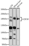 Western blot analysis of extracts of various cell lines, using CD115/CSF-1R antibody  at 1:1000 dilution.
Secondary…