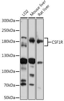 Western blot analysis of extracts of various cell lines, using CD115/CSF-1R antibody  at 1:1000 dilution.
Secondary…