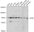 Western blot analysis of extracts of various cell lines, using CPSF6 antibody  at 1:1000 dilution.
Secondary antibody: HRP…