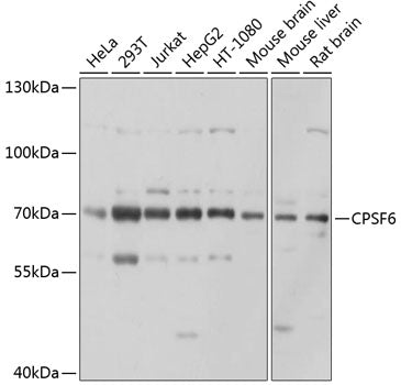 Western blot analysis of extracts of various cell lines, using CPSF6 antibody  at 1:1000 dilution.
Secondary antibody: HRP…