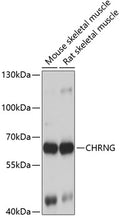 CHRNG polyclonal antibody – Figure 1 of 1