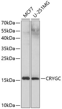 CRYGC polyclonal antibody – Figure 1 of 1