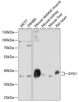 Western blot analysis of extracts of various cell lines, using GYG1 antibody  at 1:1000 dilution.
Secondary antibody: HRP Goat Anti-Rabbit IgG   at 1:10000 dilution.
Lysates/proteins: 25ug per lane.
Blocking buffer: 3% nonfat dry milk in TBST.
Detection: ECL Basic Kit .
Exposure time: 5s.