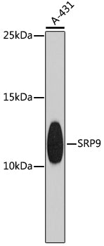 Western blot analysis of extracts of A-431 cells, using SRP9 antibody  at 1:1000 dilution.
Secondary antibody: HRP Goat Anti-Rabbit IgG   at 1:10000 dilution.
Lysates/proteins: 25ug per lane.
Blocking buffer: 3% nonfat dry milk in TBST.
Detection: ECL Basic Kit .
Exposure time: 90s.
