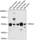 Western blot analysis of extracts of various cell lines, using PDE1A antibody  at 1:1000 dilution.
Secondary antibody: HRP Goat Anti-Rabbit IgG   at 1:10000 dilution.
Lysates/proteins: 25ug per lane.
Blocking buffer: 3% nonfat dry milk in TBST.
Detection: ECL Basic Kit .
Exposure time: 10s.