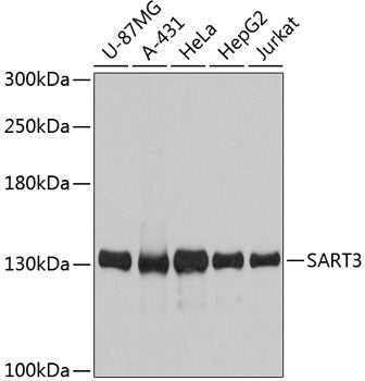 Western blot analysis of extracts of various cell lines, using SART3 antibody  at 1:3000 dilution.
Secondary antibody: HRP Goat Anti-Rabbit IgG   at 1:10000 dilution.
Lysates/proteins: 25ug per lane.
Blocking buffer: 3% nonfat dry milk in TBST.
Detection: ECL Basic Kit .
Exposure time: 30s.