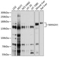 Western blot analysis of extracts of various cell lines, using MAN2A1 antibody  at 1:1000 dilution.
Secondary antibody: HRP Goat Anti-Rabbit IgG   at 1:10000 dilution.
Lysates/proteins: 25ug per lane.
Blocking buffer: 3% nonfat dry milk in TBST.
Detection: ECL Basic Kit .
Exposure time: 1s.
