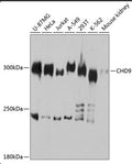 Western blot analysis of extracts of various cell lines, using CHD9 antibody.