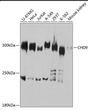 Western blot analysis of extracts of various cell lines, using CHD9 antibody.