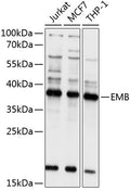 Western blot analysis of extracts of various cell lines, using EMB antibody  at 1:1000 dilution.
Secondary antibody: HRP Goat Anti-Rabbit IgG   at 1:10000 dilution.
Lysates/proteins: 25ug per lane.
Blocking buffer: 3% nonfat dry milk in TBST.
Detection: ECL Basic Kit .
Exposure time: 5s.