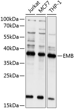 Western blot analysis of extracts of various cell lines, using EMB antibody  at 1:1000 dilution.
Secondary antibody: HRP Goat Anti-Rabbit IgG   at 1:10000 dilution.
Lysates/proteins: 25ug per lane.
Blocking buffer: 3% nonfat dry milk in TBST.
Detection: ECL Basic Kit .
Exposure time: 5s.