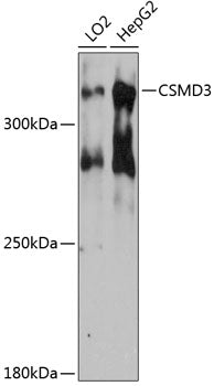 Western blot analysis of extracts of various cell lines, using CSMD3 antibody  at 1:3000 dilution.
Secondary antibody: HRP Goat Anti-Rabbit IgG   at 1:10000 dilution.
Lysates/proteins: 25ug per lane.
Blocking buffer: 3% nonfat dry milk in TBST.
Detection: ECL Basic Kit .
Exposure time: 90s.