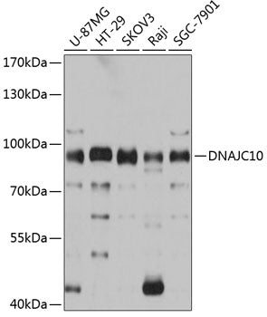 Western blot analysis of extracts of various cell lines, using DNAJC10 antibody  at 1:3000 dilution.
Secondary antibody: HRP Goat Anti-Rabbit IgG   at 1:10000 dilution.
Lysates/proteins: 25ug per lane.
Blocking buffer: 3% nonfat dry milk in TBST.
Detection: ECL Basic Kit .
Exposure time: 1s.