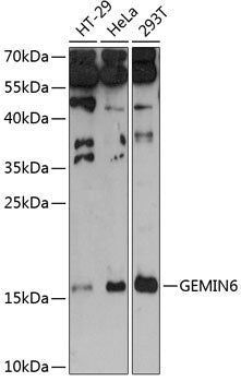 Western blot analysis of extracts of various cell lines, using GEMIN6 antibody.