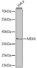 Western blot analysis of extracts of HeLa cells, using MEK6 antibody  at 1:1000 dilution.
Secondary antibody: HRP Goat Anti-Rabbit IgG   at 1:10000 dilution.
Lysates/proteins: 25ug per lane.
Blocking buffer: 3% nonfat dry milk in TBST.